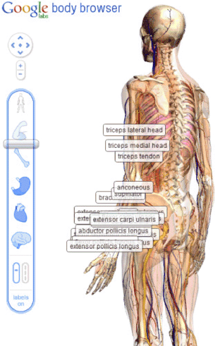 Image: A screen shot of the Google Body Browser depicting muscles and tendons (photo courtesy Google).